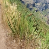 Plants: image 79 Of 94 Thumb
